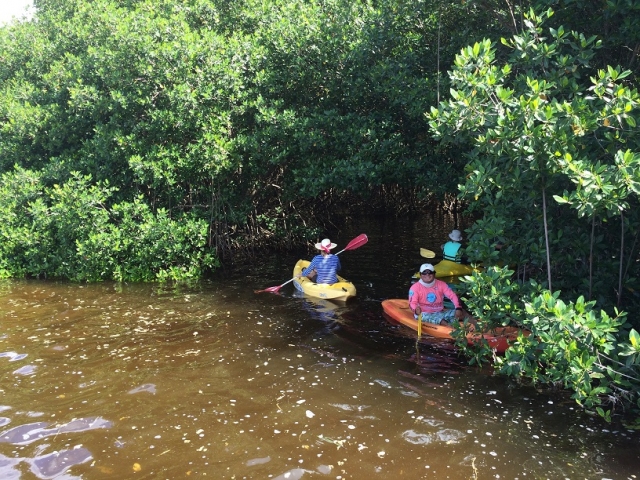  红树林中的皮划艇 